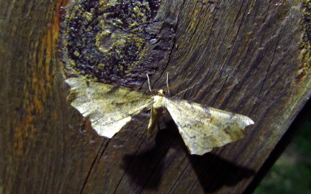 Artiora evonymaria - kecskerágó-araszoló