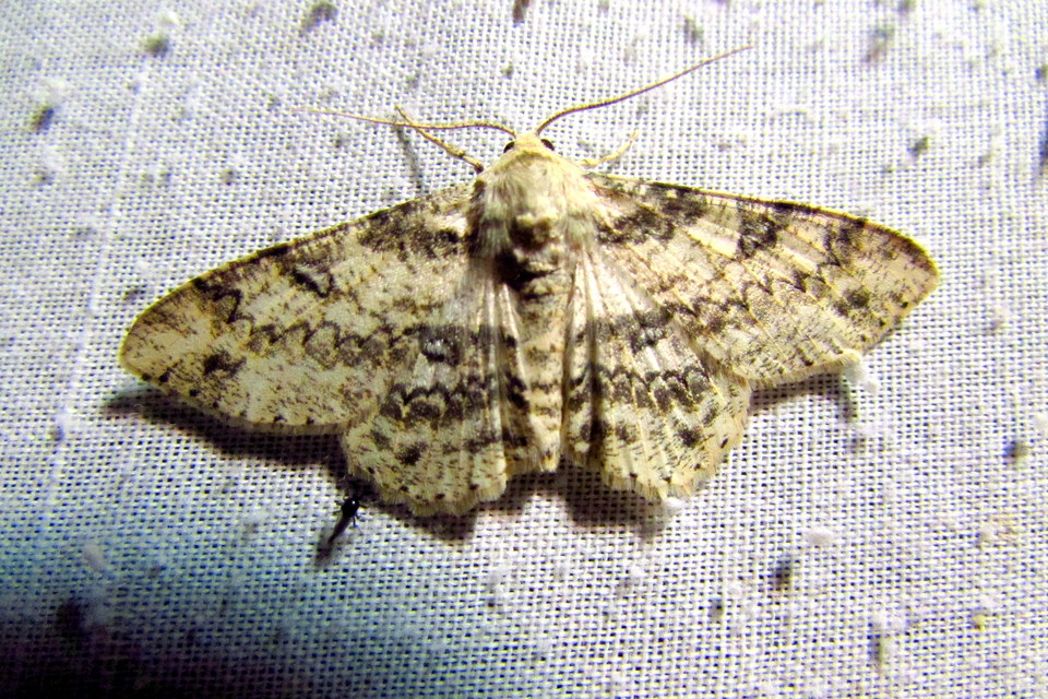 Ascotis selenaria - holdas faaraszoló
