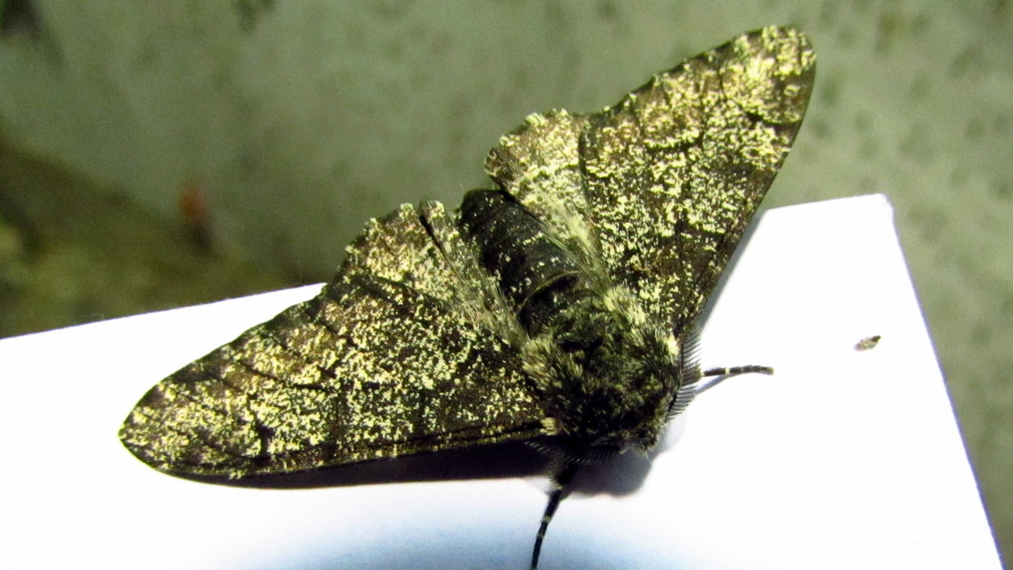 Biston betularia - szürkepettyes araszoló