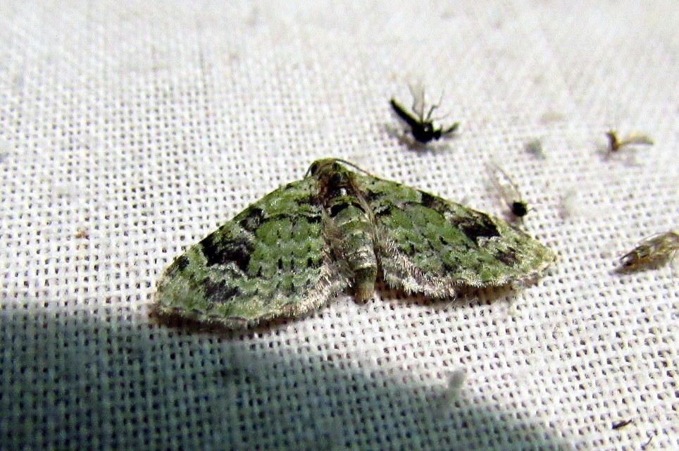Chloroclystis v-ata - zöldes törpearaszoló