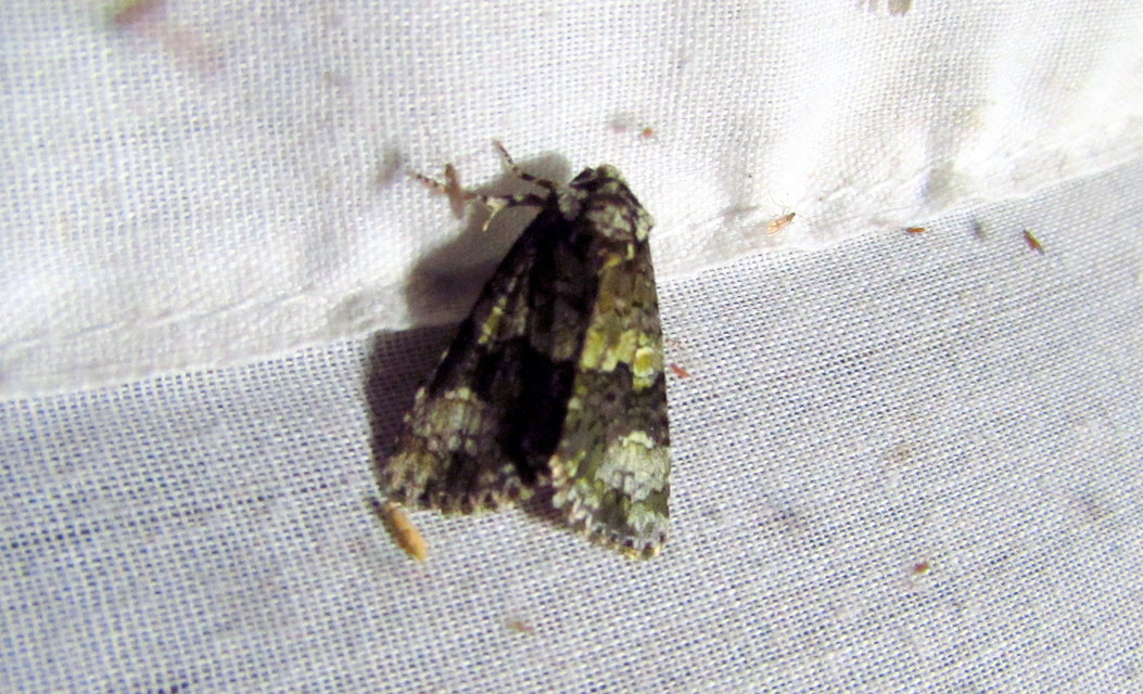 Craniophora ligustri - fagyalbagoly