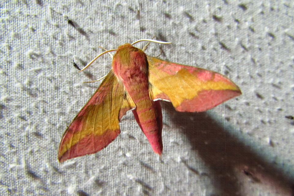 Deilephila porcellus - piros szender