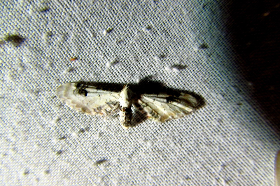 Eupithecia centaureata - búzavirág-törpearaszoló