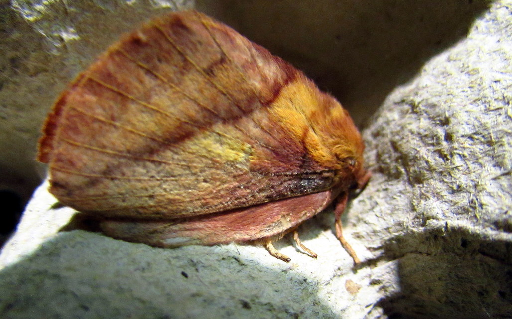Euthrix potatoria - szomjas pohók
