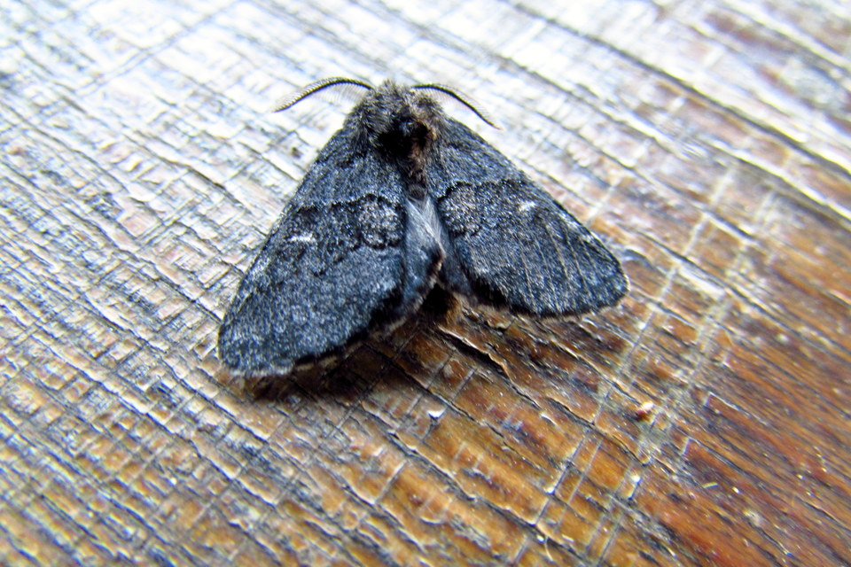 Gluphisia crenata - kormos púposszövő