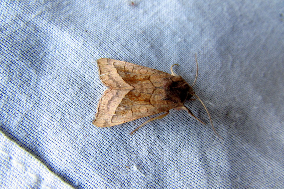 Hydraecia micacea - csillogó acsalapubagoly