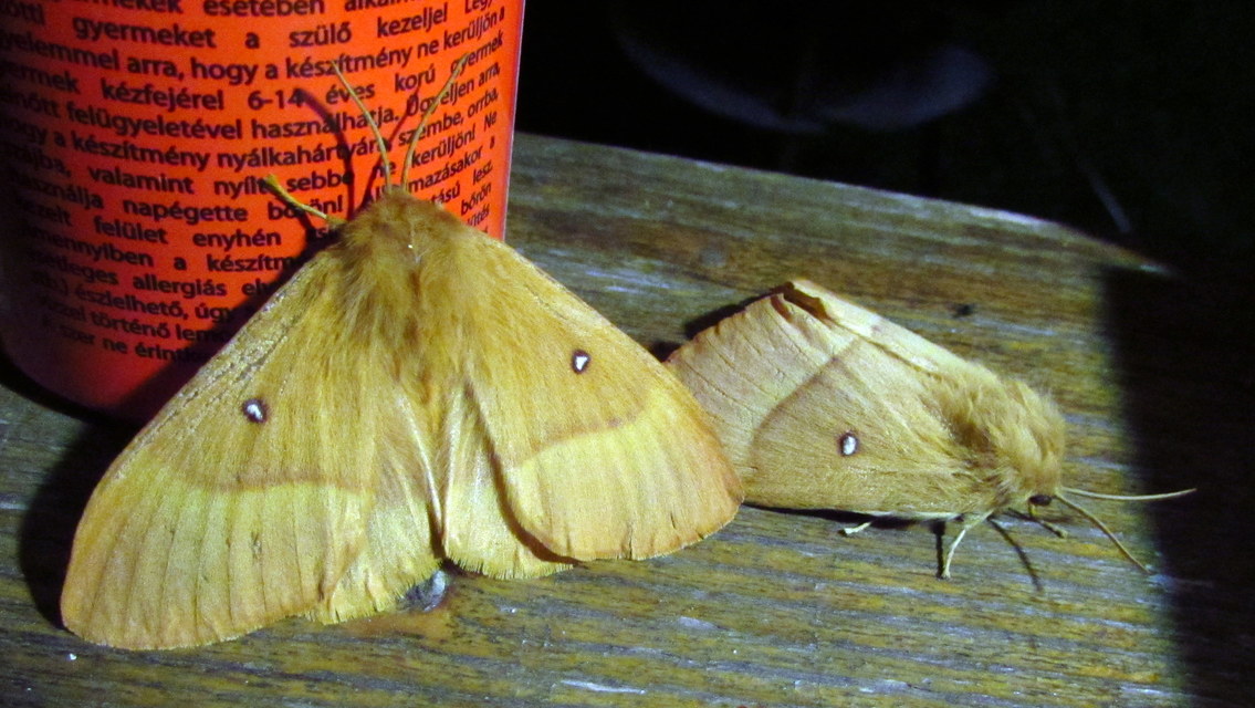 Lasiocampa quercus - tölgyfaszövő