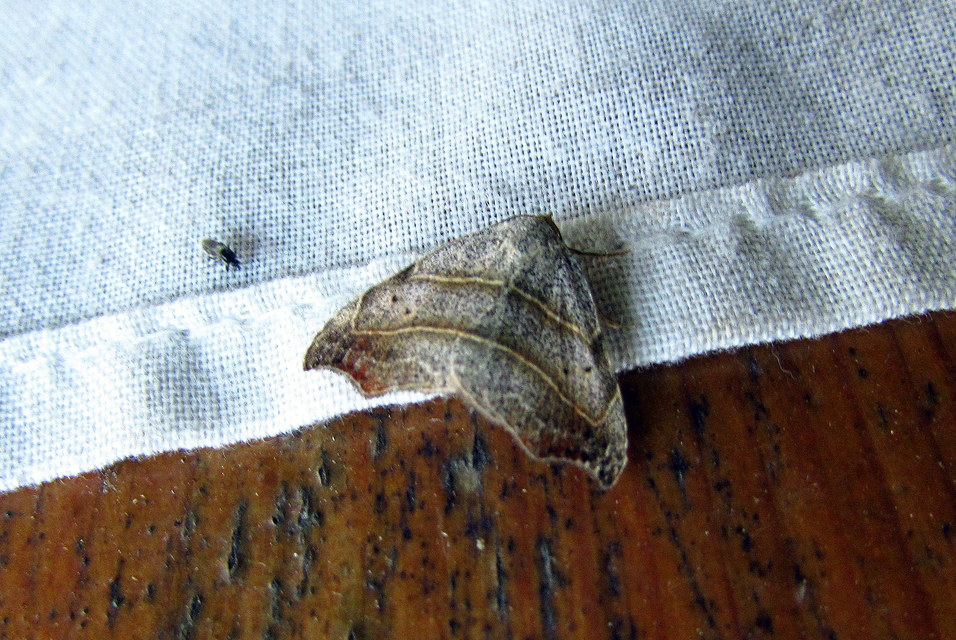 Laspeyria flexula - zuzmóbagoly