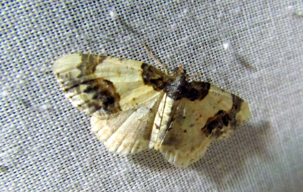 Ligdia adustata - barna levélaraszoló