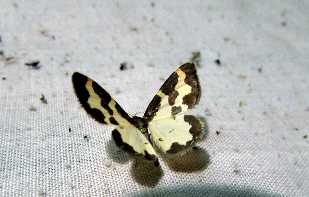 Lomaspilis marginata - szegélyes nyárfaaraszoló