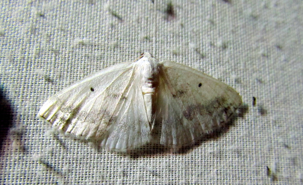 Lomographa temerata - foltos fehéraraszoló