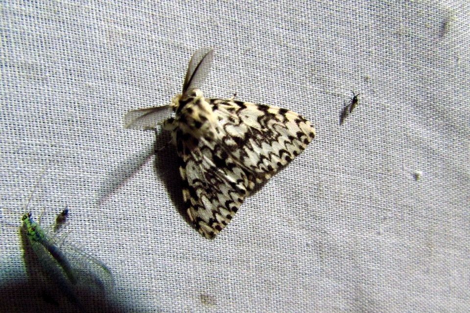 Lymantria monacha - apácalepke