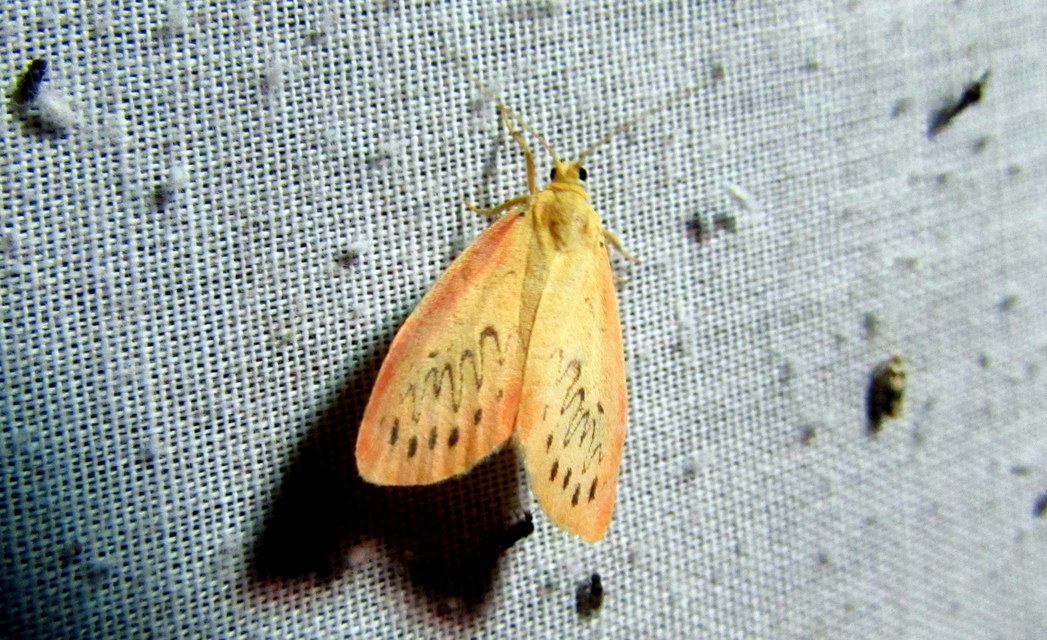 Miltochrista miniata - piros medvelepke