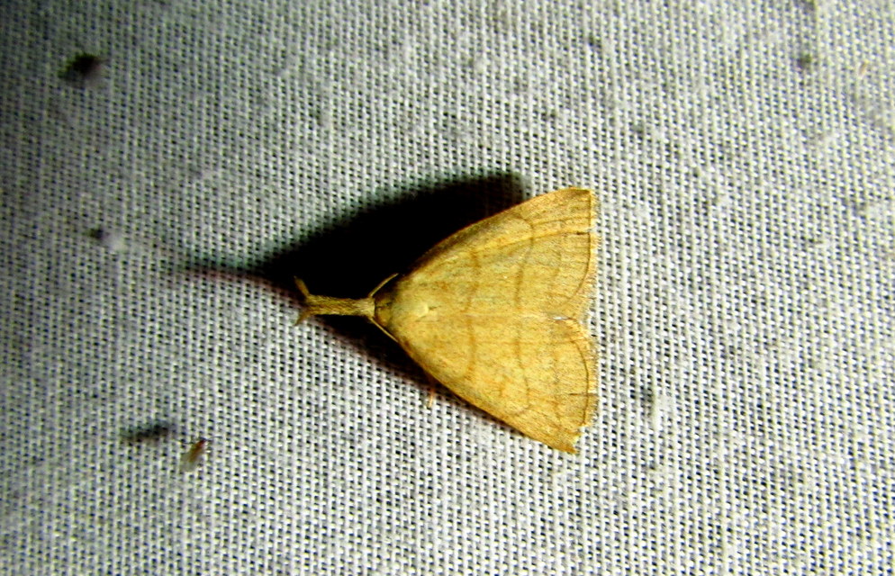 Polypogon tentacularia - sötétaljú karcsúbagoly