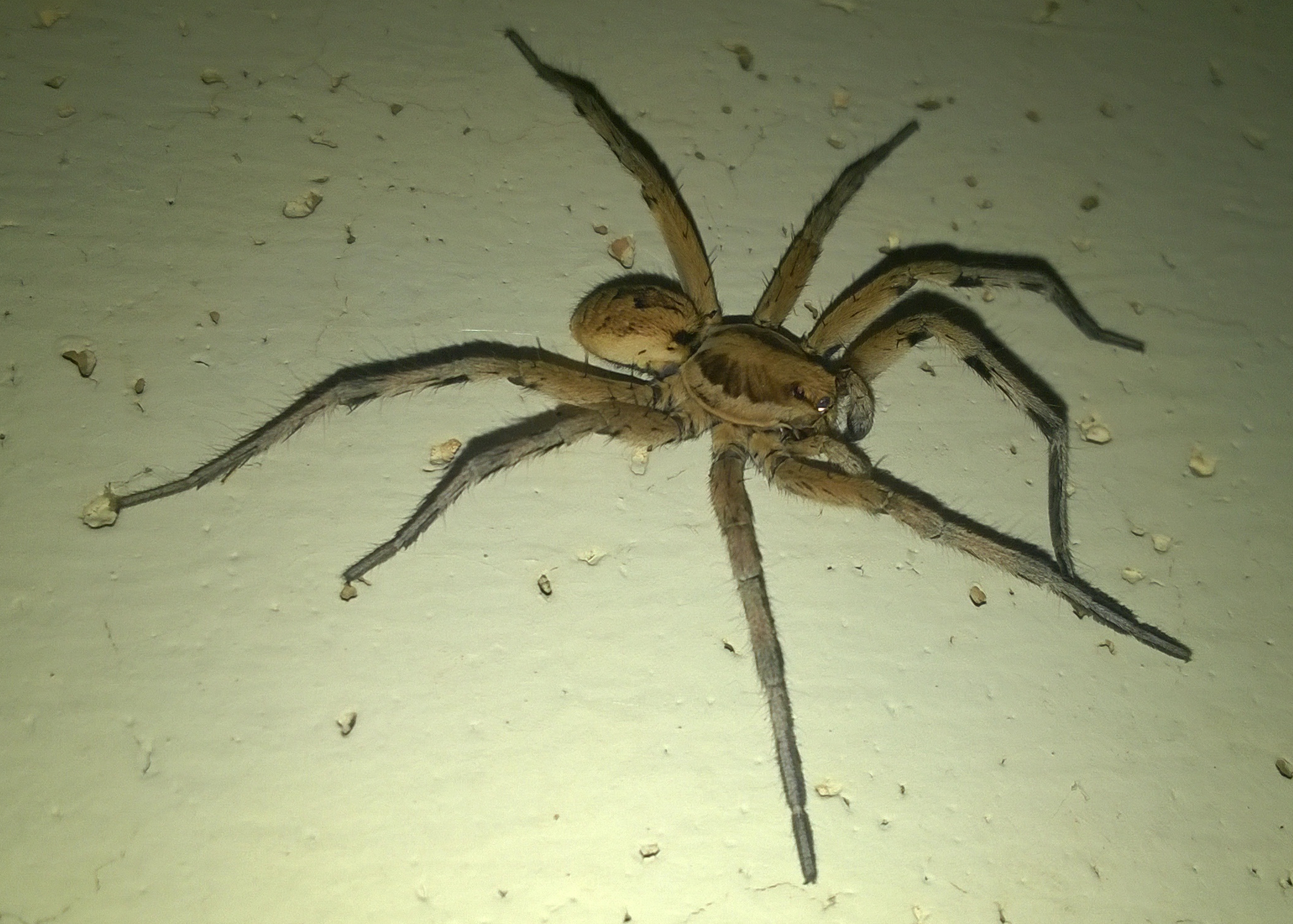 Lycosa tarantula