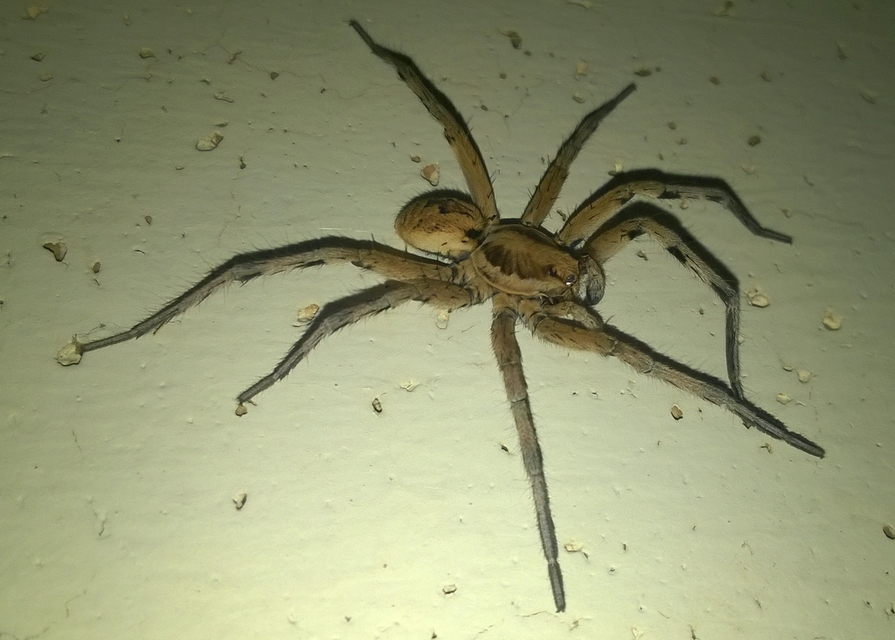 Lycosa tarantula