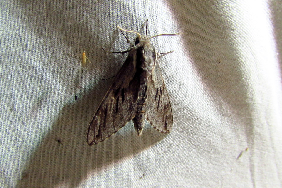 Hyloicus pinastri - fenyőszender