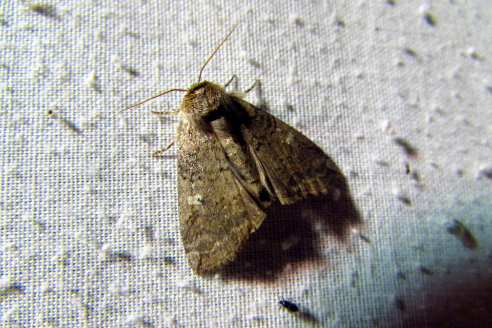 Tethea or - bélyeges pihésszövő
