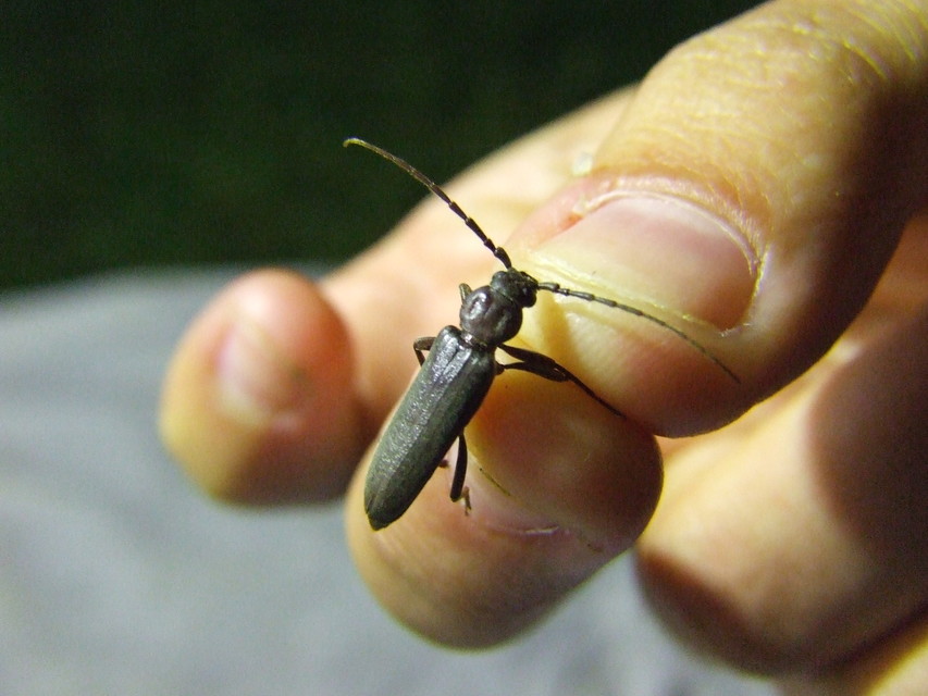 Arhopalus rusticus - gödrösnyakú cincér