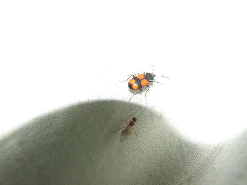 Panagaeus cruxmajor - nagy keresztesfutó