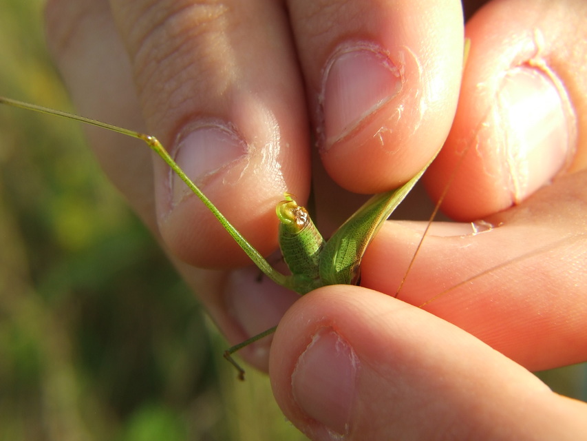 Phaneroptera falcata - zöld repülőszöcske