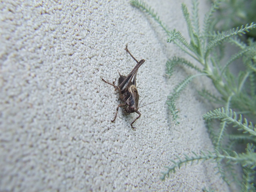 Pholidoptera griseoaptera - szürke avarszöcske