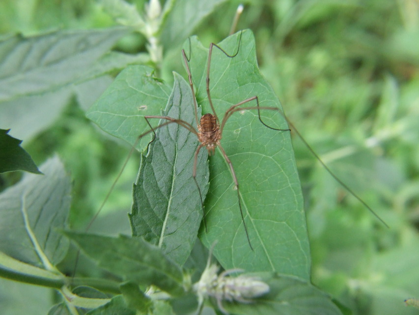 Opiliones - Kaszáspókok