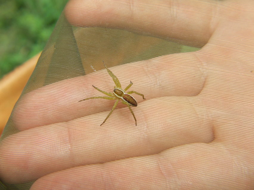 Dolomedes plantarius/fimbriatus