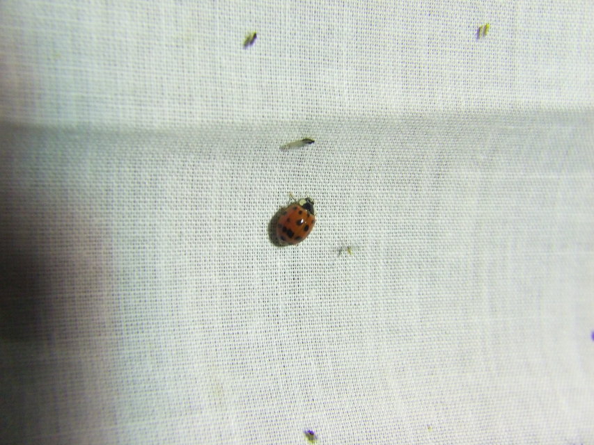 Harmonia axyridis - harlekinkatica