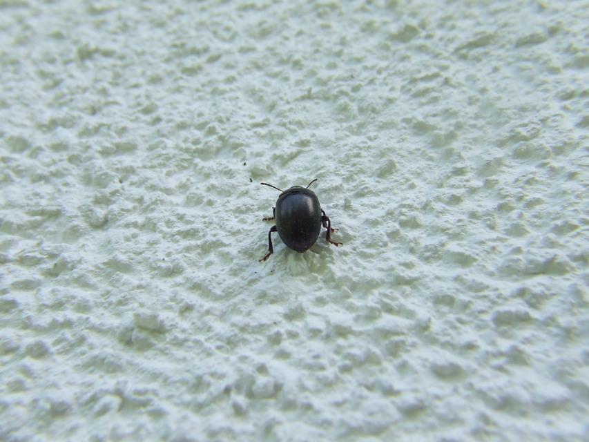Chrysolina sturmi - vöröslábú levelész