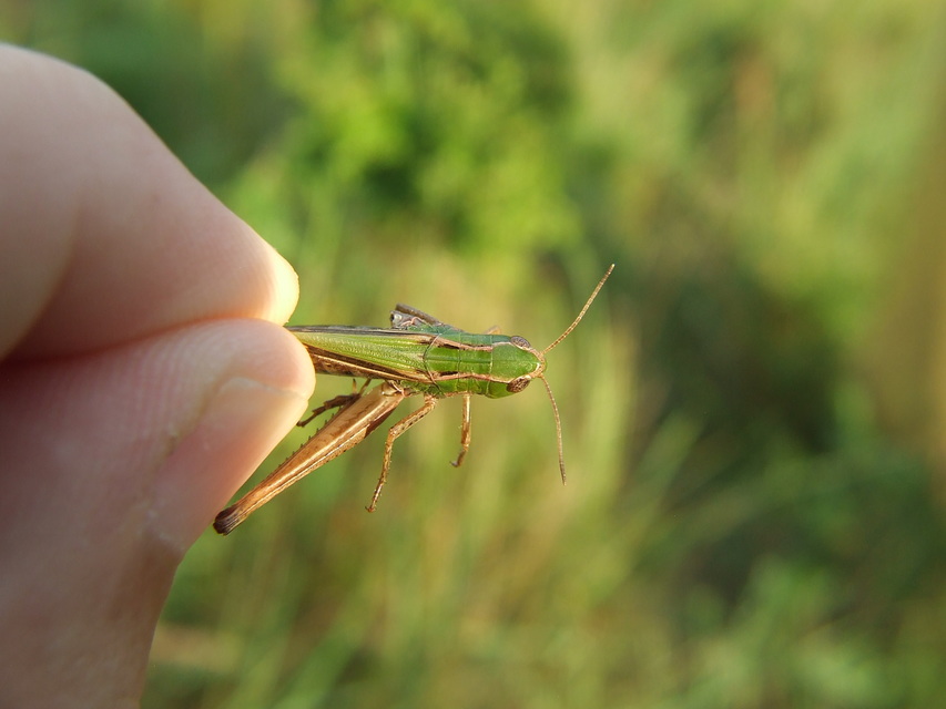 Stenobothrus lineatus - jajgató rétisáska