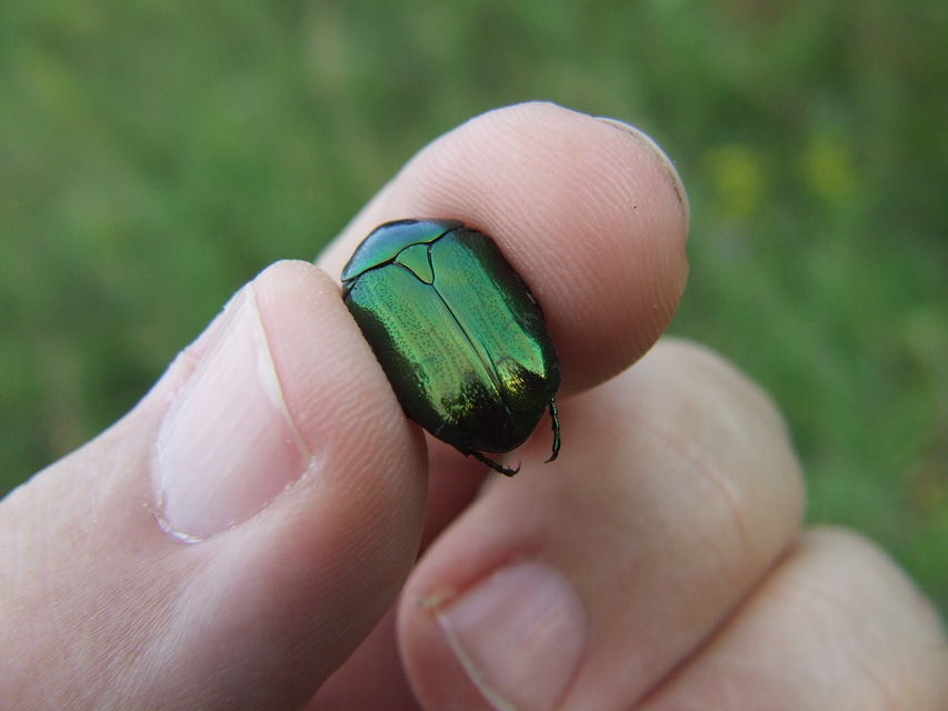 Cetonia aurata - aranyos virágbogár