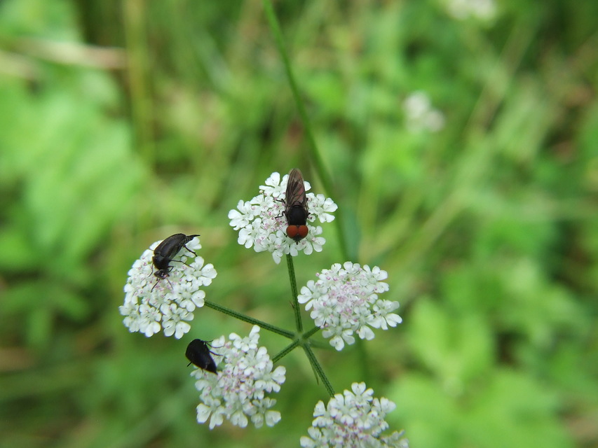 Chrysogaster solstitialis - gyakori smaragdlégy