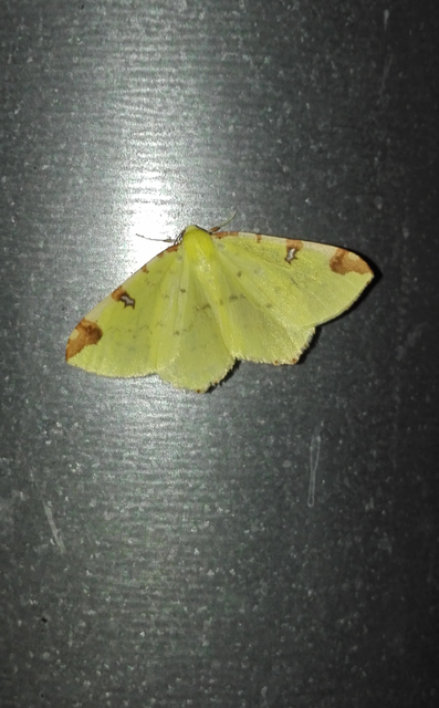Opisthograptis luteolata - citromsárga araszoló