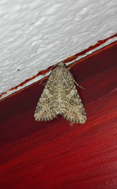 Hadula trifolii - lóherebagoly