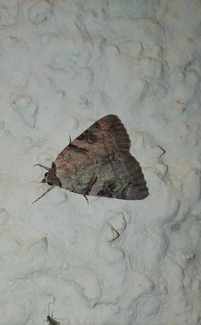 Catocala hymenaea - kökény-övesbagoly