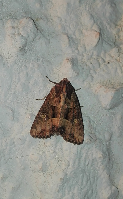 Mesapamea secalella/secalis