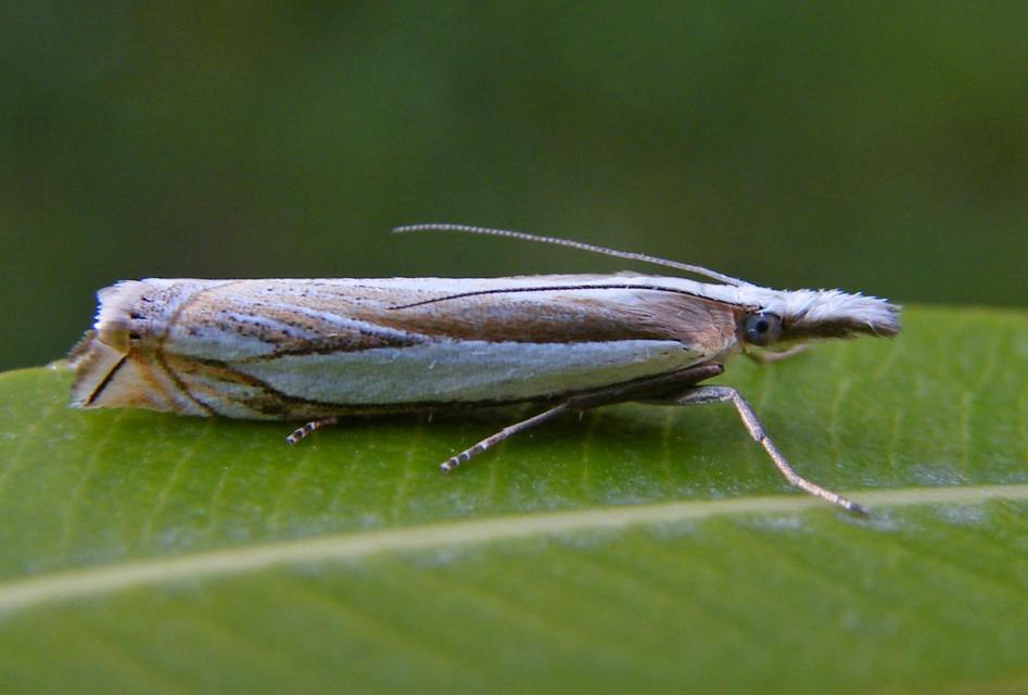 Crambus uliginosellus - mocsári fűgyökérmoly