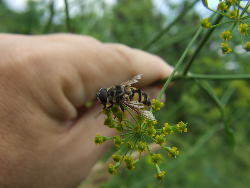 Myathropa florea - halálfejes odúlégy