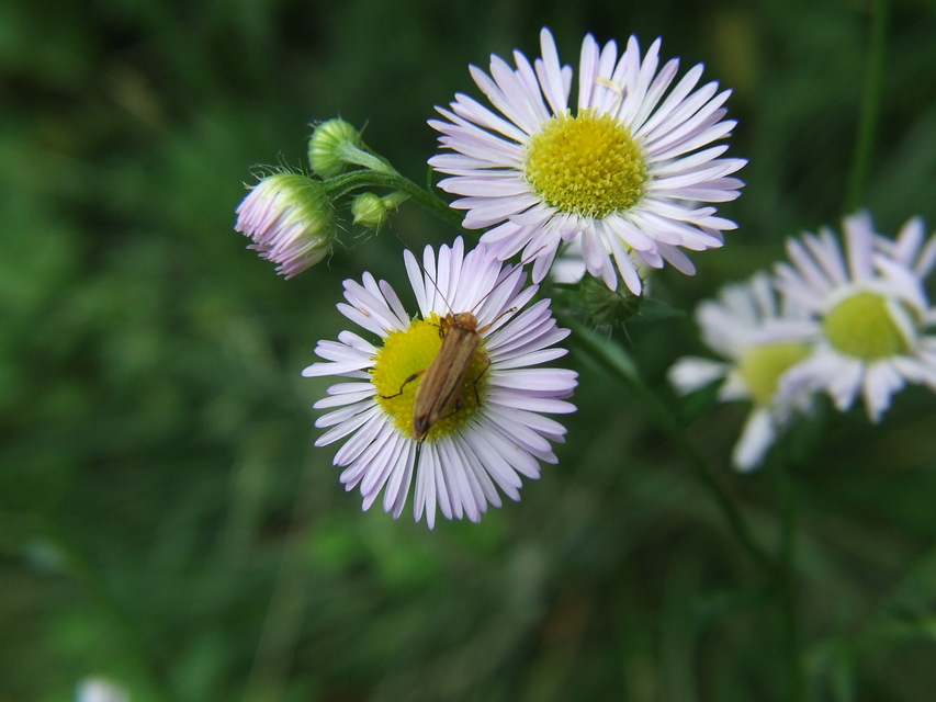 Oedemera podagrariae - székfű-álcincér