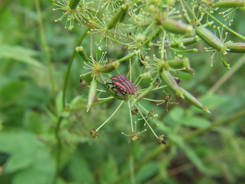 Graphosoma italicum - csíkos pajzsospoloska