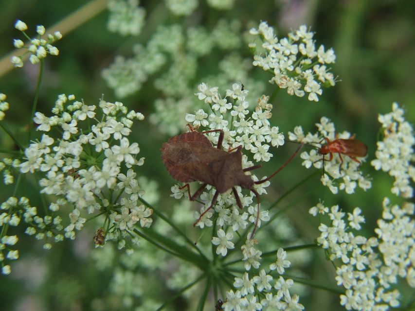 Coreus marginatus - közönséges karimáspoloska