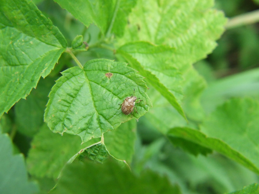 Eysarcoris Eysarcoris