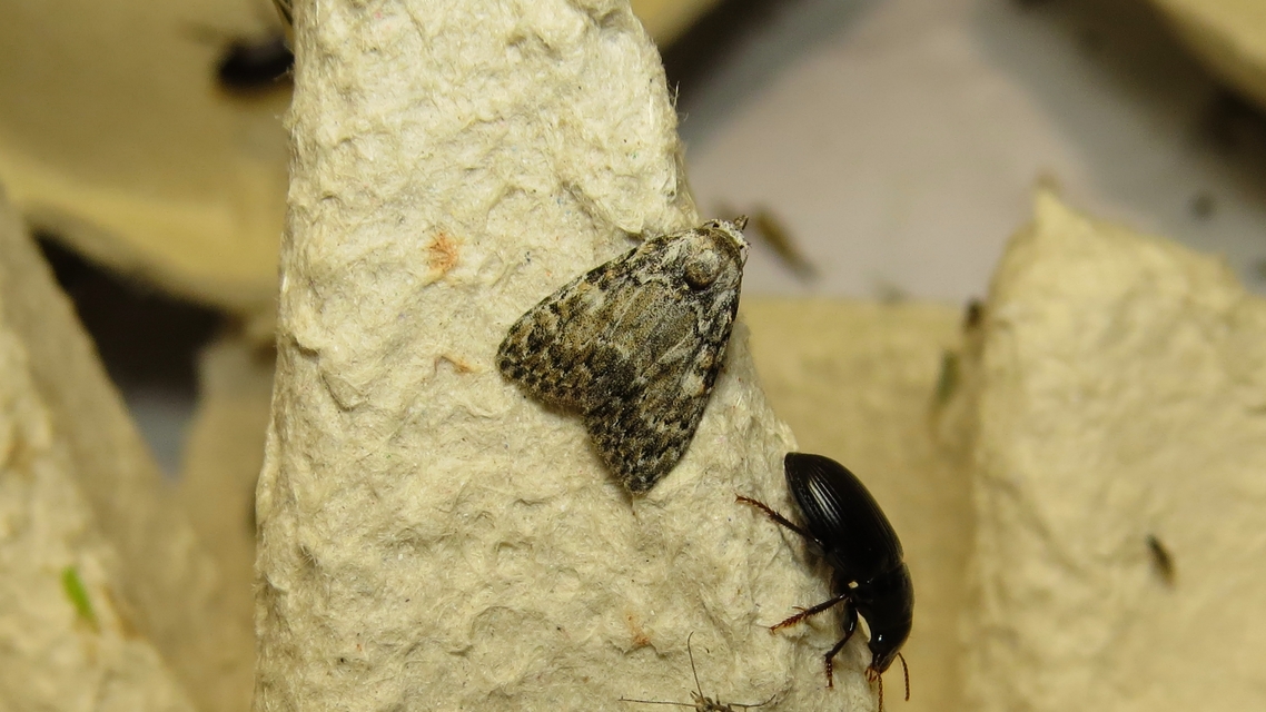 Meganola strigula - hamvas pamacsosszövő