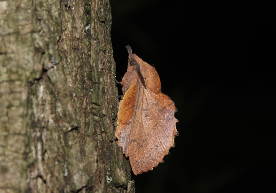 Gastropacha quercifolia - tölgylevélpohók