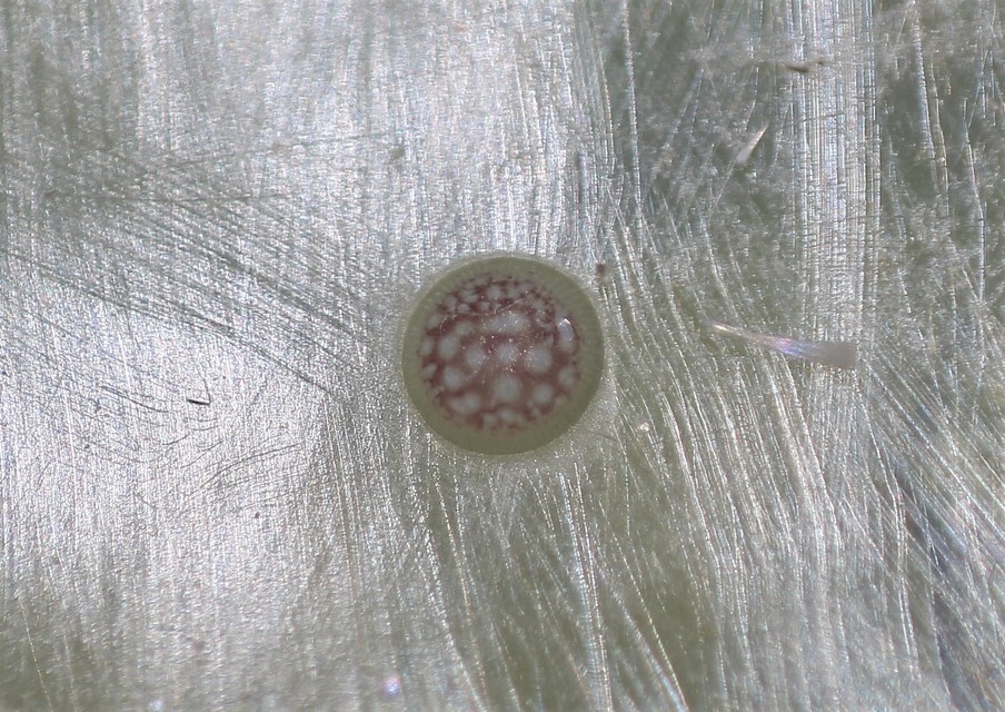Acronicta aceris - vadgesztenye-szigonyosbagoly