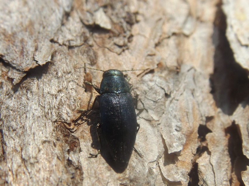 Phaenops cyanea - kék fürgedíszbogár
