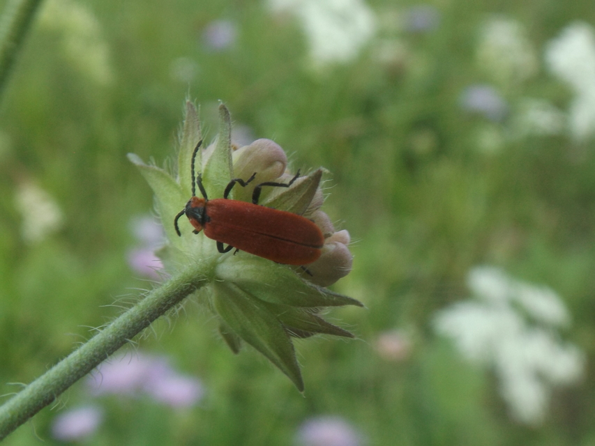 Lygistopterus sanguineus - vérbogár