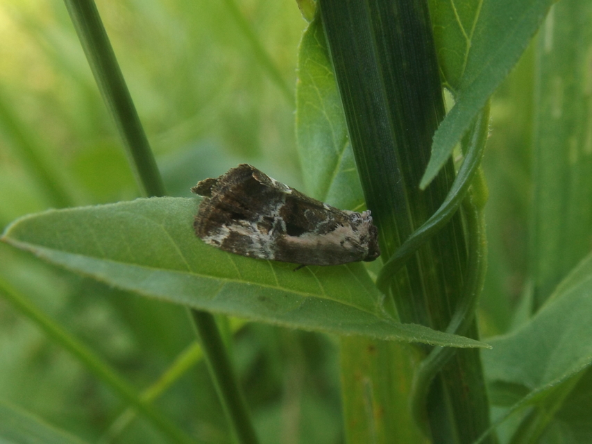 Hapalotis venustula - rózsaszínű mázasbagoly