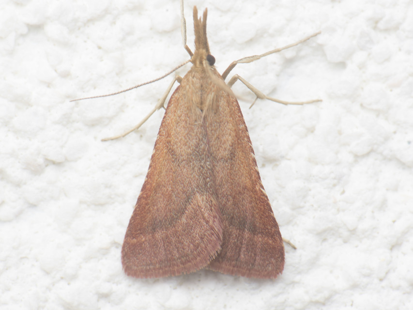 Synaphe punctalis - hosszúlábú fényilonca